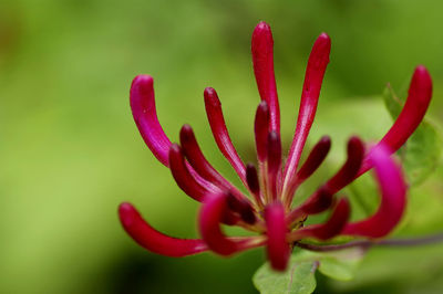 Close-up of red flowering plant