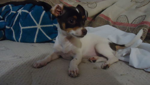 Close-up of dog relaxing on floor