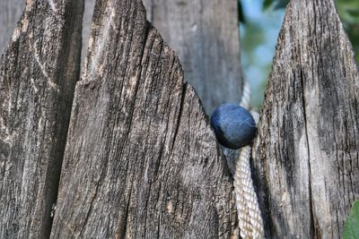 Close-up of tree trunk