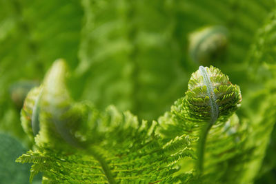 Close-up of plant