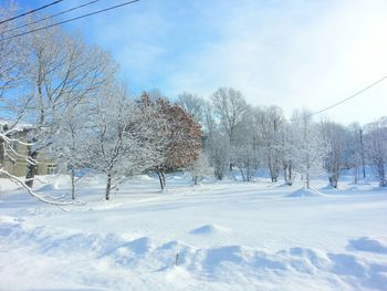 Bare trees on snow covered field