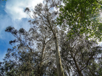 Low angle view of trees against sky