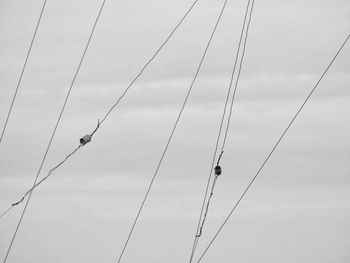 Low angle view of birds perching against sky