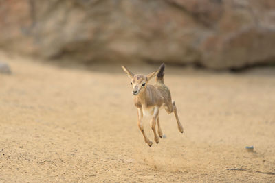 Close-up of a dog running on sand