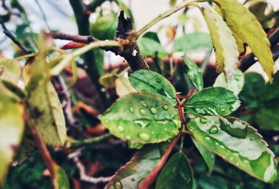 Close-up of wet plant leaves during rainy season