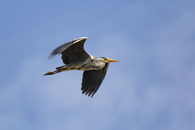 Low angle view of a bird flying