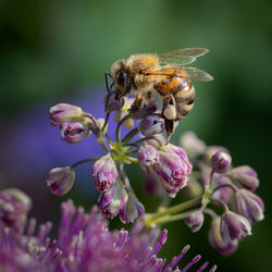 Close-up of bee pollinating on purple flower