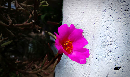 Close-up of pink flower blooming outdoors