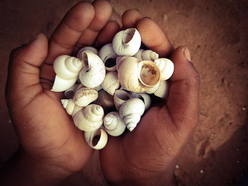 Close-up of hand holding shells