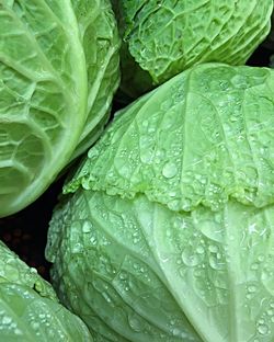 Macro shot of water drops on leaf