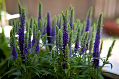 Close-up of purple flowering plants