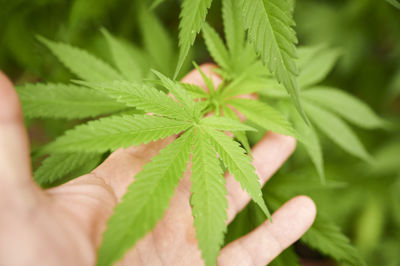 Close-up of hand holding leaves