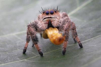 Close-up of spider