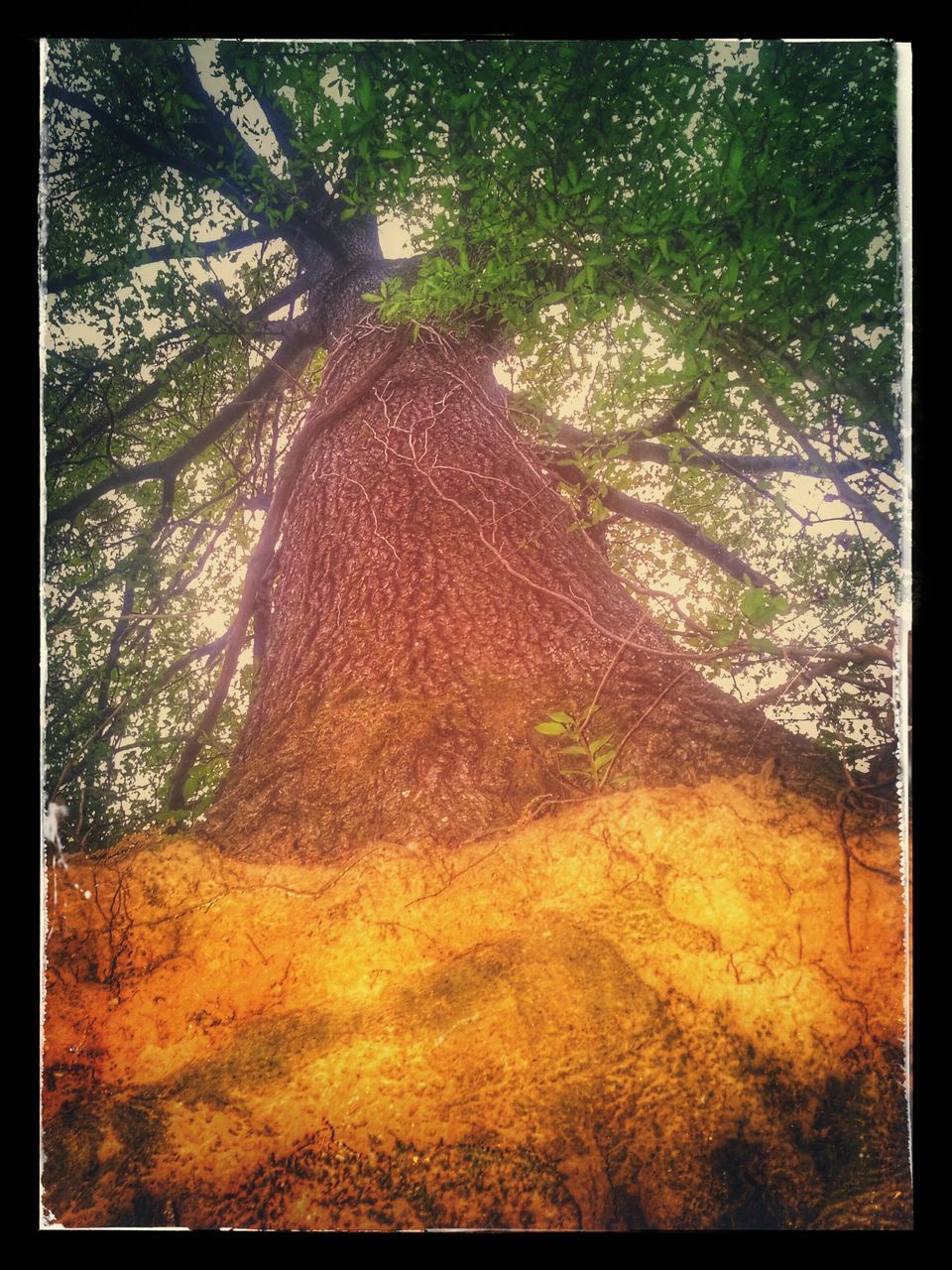 transfer print, auto post production filter, tree, growth, nature, tranquility, sunlight, plant, tree trunk, forest, day, beauty in nature, no people, outdoors, tranquil scene, branch, green color, field, leaf, scenics