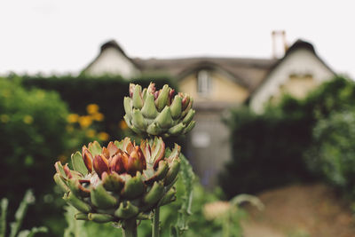 Close-up of flower buds