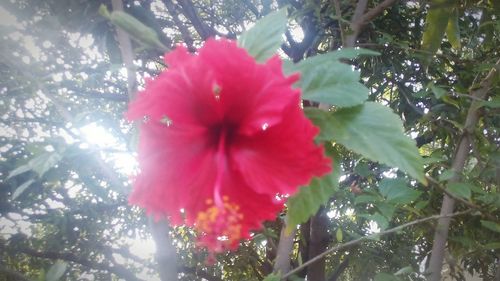Low angle view of pink hibiscus flower