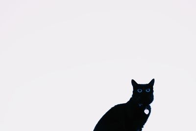 Portrait of cat