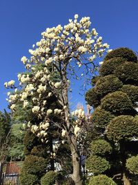 Low angle view of flower tree against blue sky