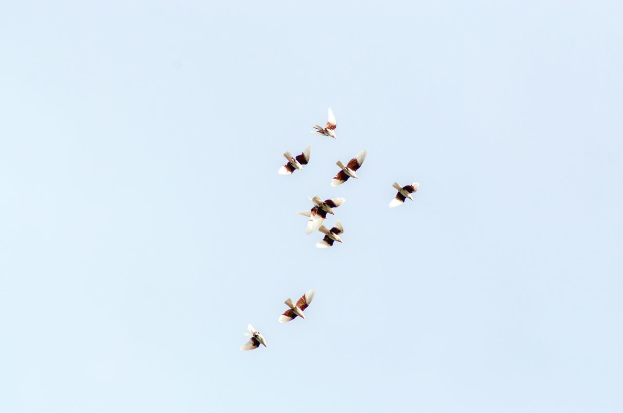 LOW ANGLE VIEW OF BIRDS FLYING AGAINST SKY