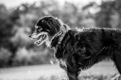 Black dog in black and withe