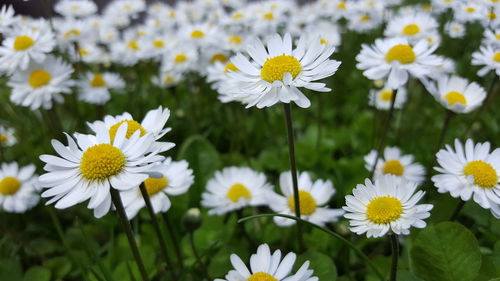 Close-up of daisies blooming outdoors