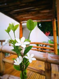 Close-up of frangipani on table