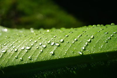 Close-up of raindrops on grass