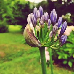 Close-up of purple flowering plant in field