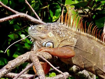 Closeup of an iguana perched in a tree