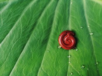 Close-up of fresh green leaf with water drops and millipedes 