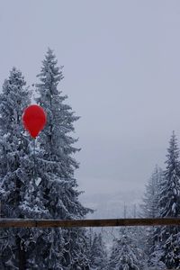 Red trees on snow covered landscape against clear sky