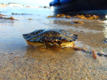 Close-up of crab on beach