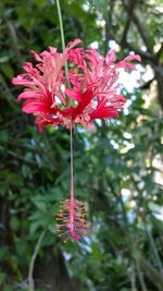 Close-up of pink flower blooming outdoors
