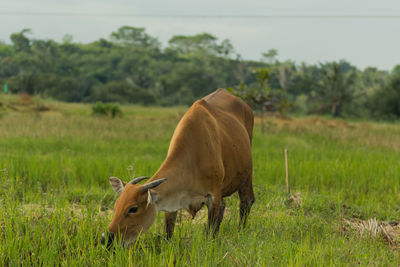 Horse grazing in field