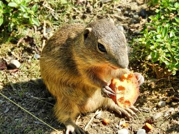 Close-up of squirrel eating food