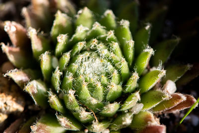 Close-up of succulent plant