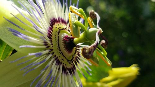 Close-up of flowers