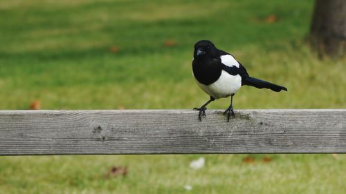 Close-up of bird perching on wooden post