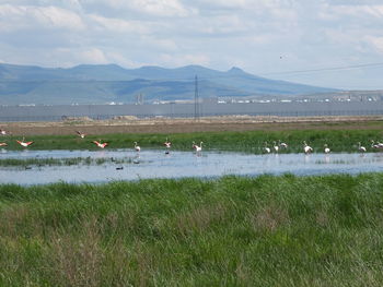 View of birds on grassy field against sky