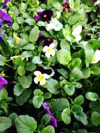 Close-up of purple flowers blooming outdoors