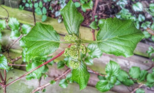 Close-up of fresh green plant