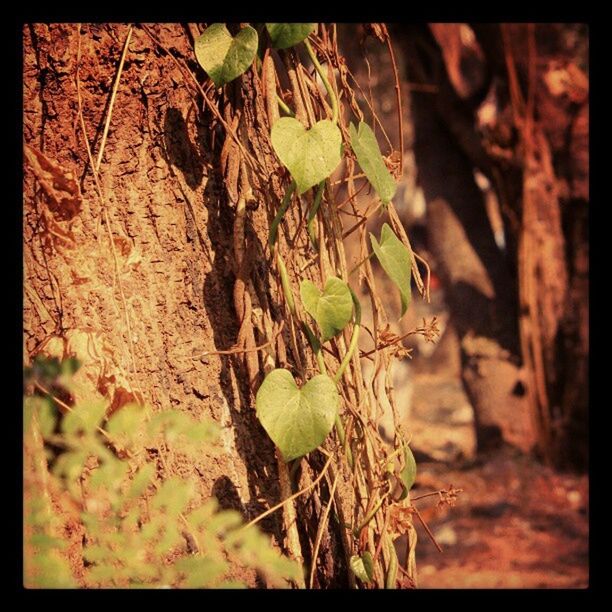 transfer print, auto post production filter, leaf, growth, plant, nature, close-up, high angle view, growing, day, outdoors, dry, natural pattern, no people, branch, textured, selective focus, tree trunk, tranquility, green color