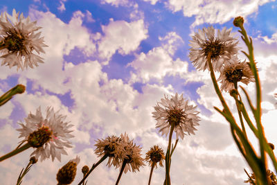 Close-up of flowers blooming on tree against sky