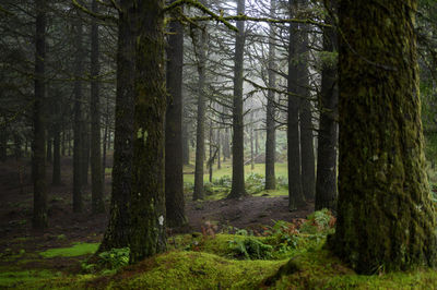 Deep foggy forest in madeira.