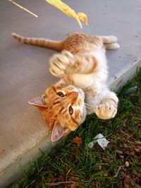 High angle view of cat