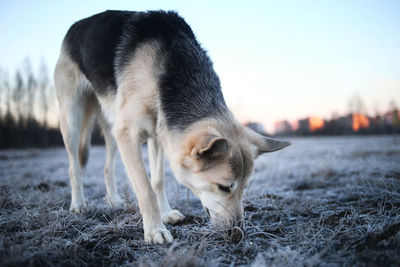 Dog standing in a field