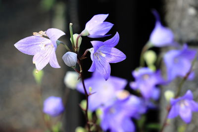 Close-up of purple flowering plant