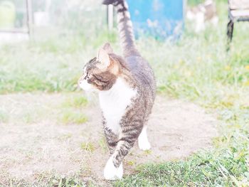 Close-up of a cat on field