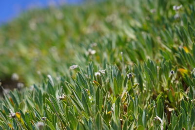 Close-up of crops growing on field