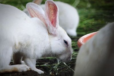 Close-up of rabbit 